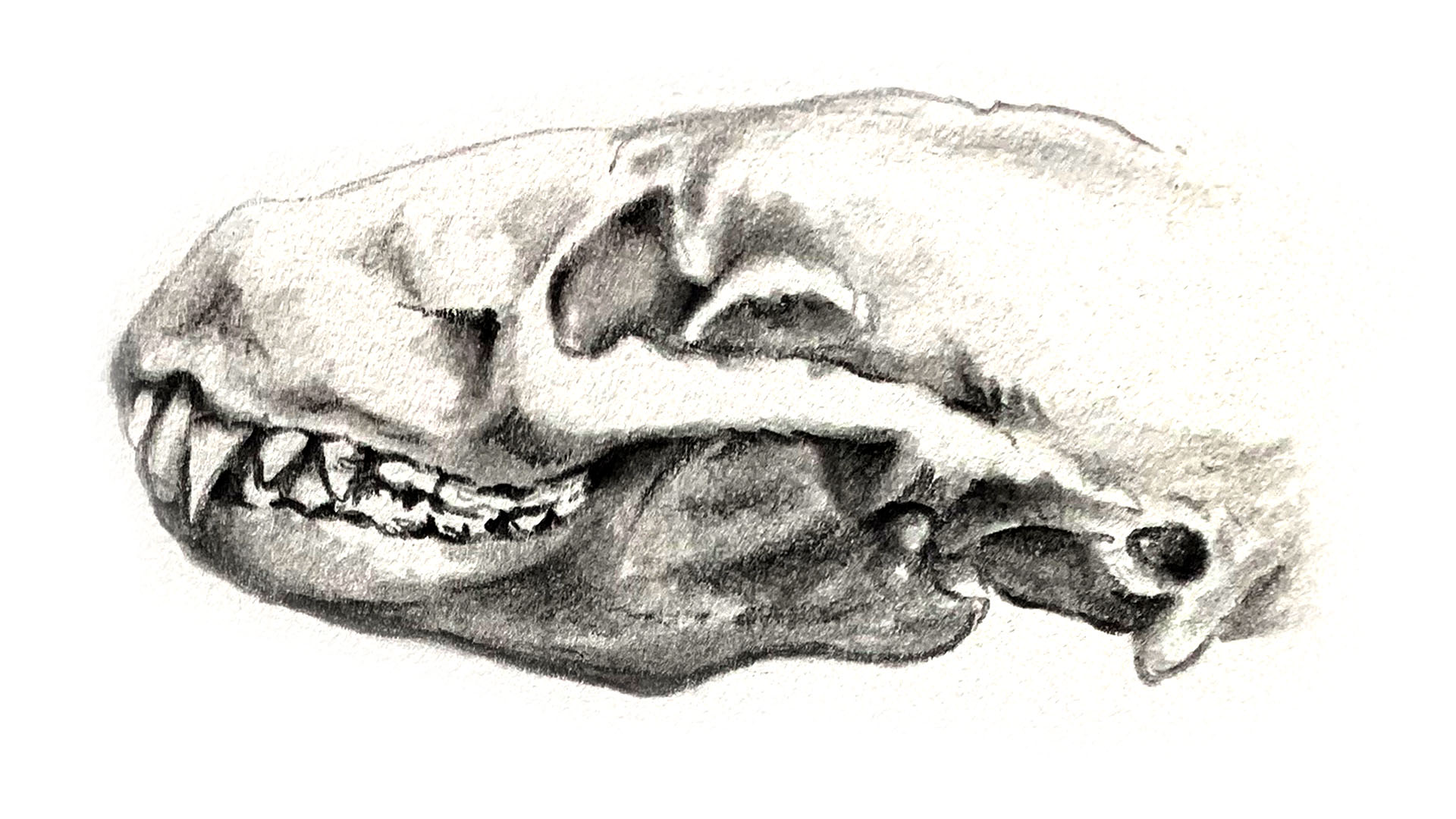 Badger skull